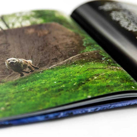 Maintain Chapter IV.V - Derailed book / DVD